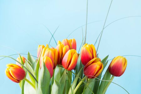 Bunch of red and yellow tulip flowers on punchy blue background. Spring concept. Close up.の写真素材