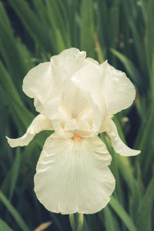 White varietal iris in garden. Summertime. Close upの写真素材