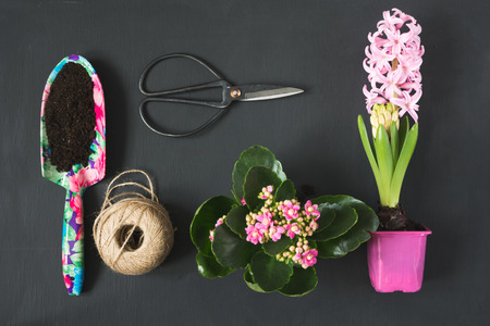 Gardening spring concept with pink calanchoe and hyacinth and tools on black board. Flat lay.の写真素材