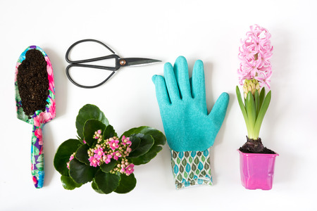 Gardening spring concept with pink calanchoe and hyacinth and tools on white board. Flat lay. Top view.の写真素材