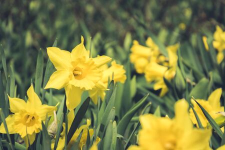 Many beautiful yellow daffodil with green leaf in the city park garden of spring sunny day. Floral pattern. Outdoors.の写真素材