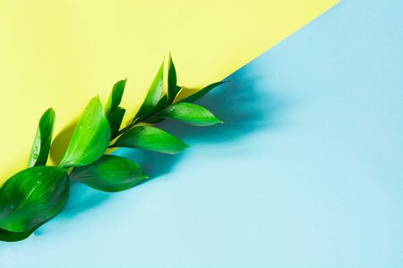 Tropical decorative leaves on blue and yellow background. Top view. Close up.の写真素材