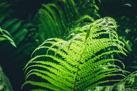 Natural leafs of fern with sunlight in tropical forest. Close up. Nature background.の写真素材