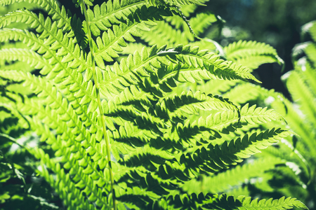 Natural leafs of fern with sunlight in tropical forest. Close up. Nature background.の写真素材