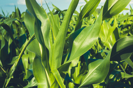Corn field sunny summer day in the field. Focus on foreground. Green juicy leaves of young corn, close up. Agricultural.の写真素材