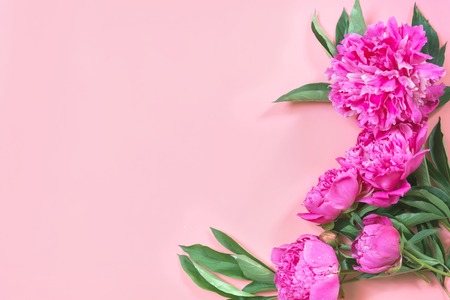 Bouquet of beautiful pink peony flowers as frame on punchy pastel blue background. Copy space for text. Top view. Flat lay.