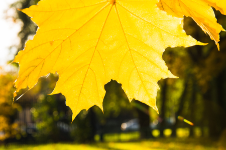 Autumn green leaves in sky as background. Selective focus. Fall pattern.の写真素材