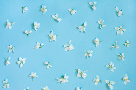 Creative pattern of white spring flower on blue. Spring concept. Flat lay.