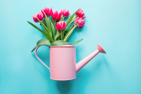 Decorative watering can with pink tulips on blue. Gardening concept.の写真素材