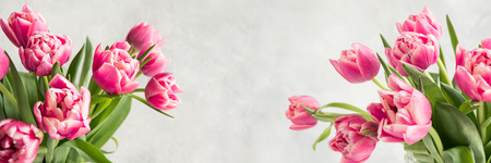 Banner of pink tulip on vintage white. Space for text. Spring pattern.の写真素材