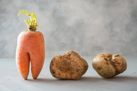 Ugly organic abnormal vegetables carrot and potatoes. Space for text. Concept organic vegetables.の写真素材