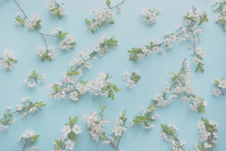 Creative springtime layout, spring white blossom branches on pastel blue . Floral pattern. Banner or...