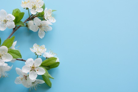 Border of spring white blossom branches on pastel blue background. Floral pattern. Space for text....