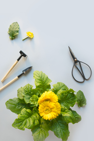 Gardening flowers in pot, scissors and tools on grey. Summer and spring work in flower garden. Hobby. Horticulture.の写真素材