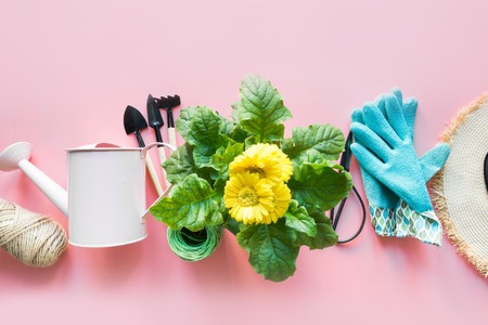 Gardening border with gerbera, tools and flowers on pink background . View from above. Banner.の写真素材