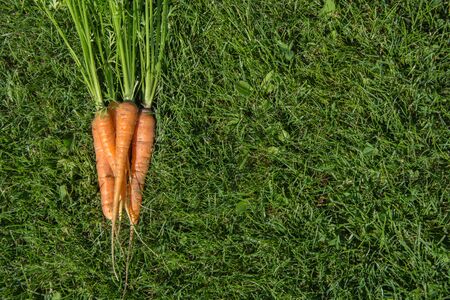 Ripe and fresh organic carrots with tops on grass. Top view. Summer harvest.の写真素材