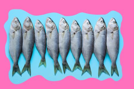 Black sea bluefish on blue background. View from above. Minimal vibrant background. Fish collage, pop art concept.の写真素材