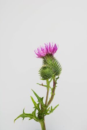 Purple and pink one wild flower on grey background. Flat lay, top view.の写真素材