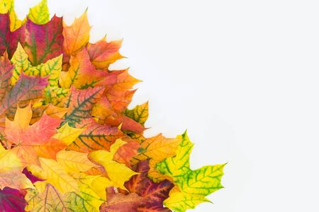 Autumn colorful leaves as border with white space for text. Top view. Fall. Thanksgiving.の写真素材