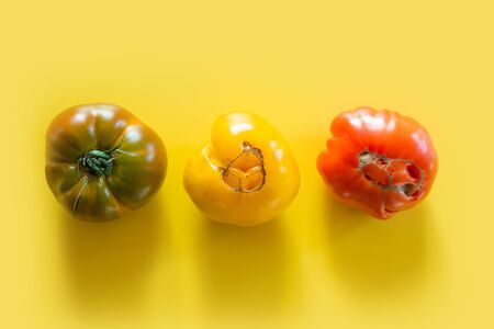 Oddly shaped organic colorful tomatoes in row on yellow. Concept organic vegetables.の写真素材