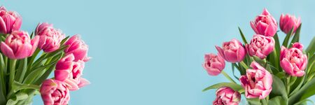 Pink tulips on blue background with space for text. Spring pattern. Mothers day. Banner.の写真素材