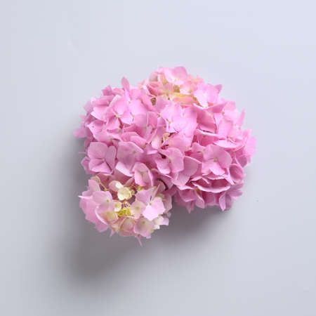 Pink hydrangea flower on pastel grey. Creative minimal style. Greeting card.