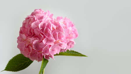 Pink hydrangea flower on pastel grey. Creative banner in minimal style. Greeting card with space.の写真素材