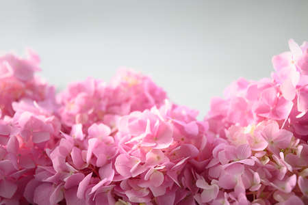 Festive frame with pink hydrangea. Flower composition with copy space on grey. Soft focus.の写真素材