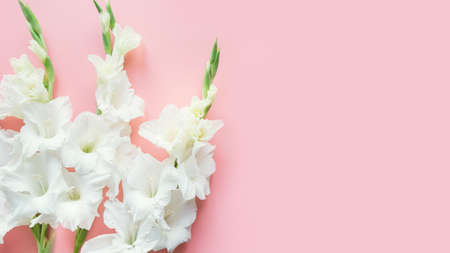 White gladiolus flowers on pastel pink background. Floral banner. Mothers day. Greeting romantic...