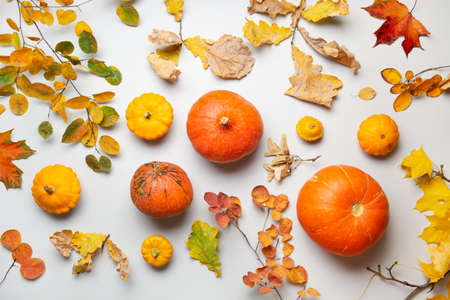 Autumn harvest, pumpkins, leaves on gray as abstract background. View from above. Thanksgiving day. Flat lay.の写真素材