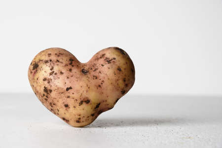 Abnormal potato in shape of heart on white concrete background. Concept love organic natural homegrown ugly vegetables. Close up. Copy space.の写真素材