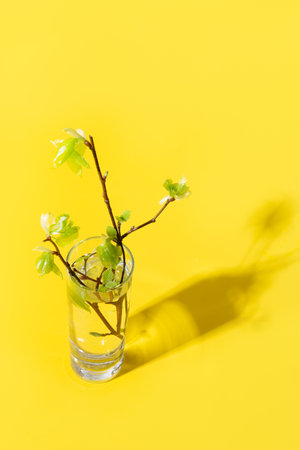 Spring fresh green birch branches through liquid water on yellow. Waiting Springtime.の写真素材