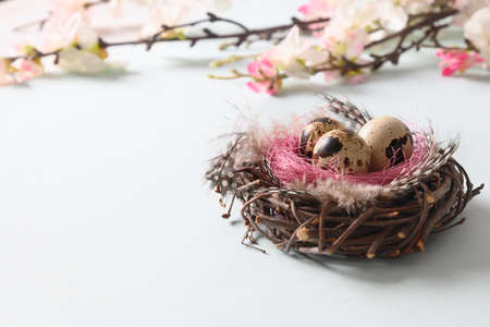 Quail easter eggs in nest and spring blomming flowers on blue. Copy space.の写真素材
