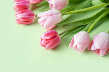 Bouquet of pink tulips on green background. Greeting card for Mothers day.の写真素材