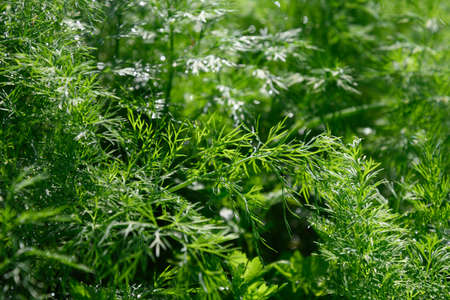 Fresh dill in the garden bed after the rain. Summer harvest in herd garden.の写真素材