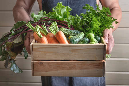 A man holds homegrown vegetables, beets, cucumbers, carrots.の写真素材