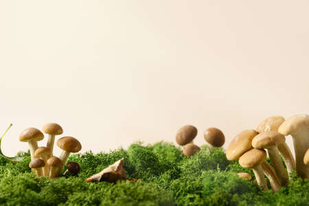 Honey mushrooms in forest moss. Concept pick mushroomsの写真素材