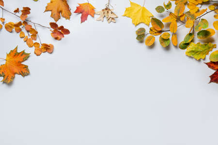 Autumn pattern of colorful falled leaves on gray background with copy space.の写真素材