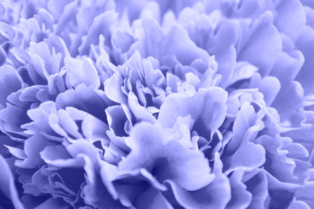 Floral pattern of very peri peony flowers on pink.の写真素材