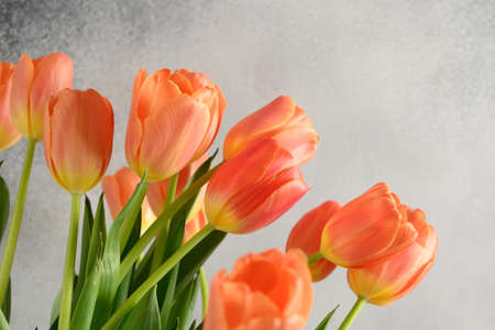 Spring tulips on gray background with space for text. Greeting card for Mothers day.