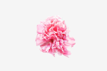 Beautiful pink peony flower isolated on white background. Top view. Close up. Minimal greeting card for Mother day.の写真素材