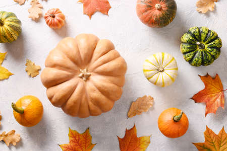 Autumn composition of colorful pumpkins and falled leaves on white background. Seasonal fall flat lay. Top view. Thanksgiving Day.の写真素材