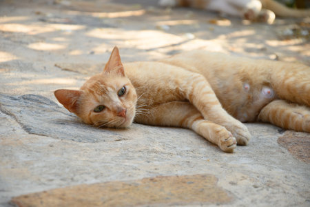 Homeless lactating cat waiting for her kittens. An abandoned animal on streets from Sri Lanka. Close up.の写真素材