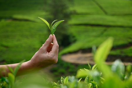 Top of green tea leaves. Fresh green tea leaf in hand in front of tea plantation. Celon tea. Outdoors. Harvest . Close up.の写真素材