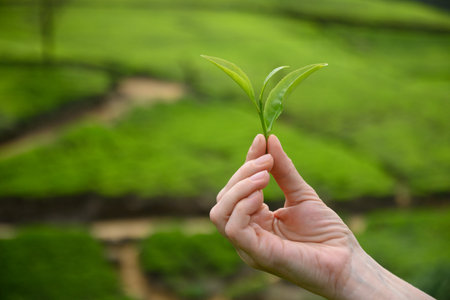 Fresh green tea leaf in female hand in front of tea plantation. Top of green tea leaves ready for harvest. Close up.の写真素材