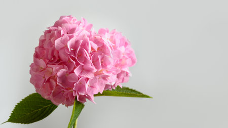 Pink hydrangea flower on pastel gray background. Creative banner in minimal style. Greeting card for...