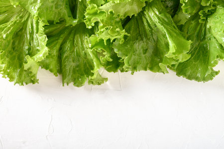 Fresh home-grown green lettuce salad leaves on white background. View from above. Home-grown organic product.の写真素材