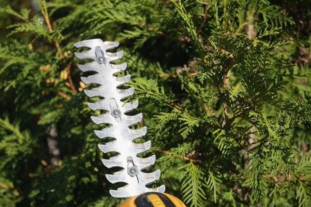 Electricity garden scissors. Trimming bush, hedge and thuja emerald work in the garden. Prunes...