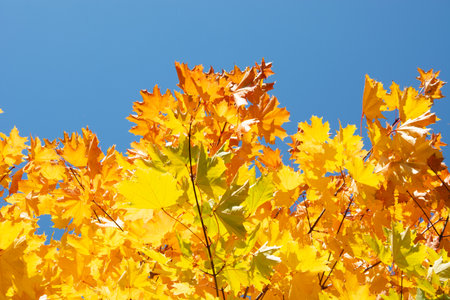 Autumn colored yellow maple tree branch isolated on sunny blue sky. Yellow and orange bright fall...