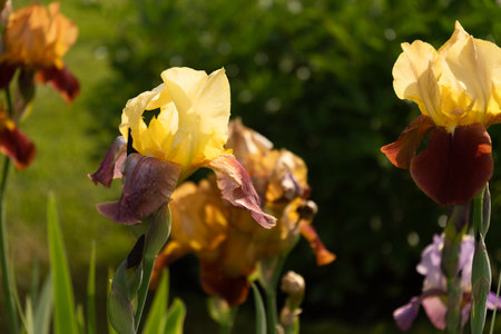 Colorful Irises flowers of different varieties in summer garden on flower bed. Outdoors.